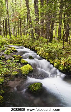 Stock Photo - Still creek in mount hood national forest in the oregon cascade mountains; oregon united states of america. Fotosearch