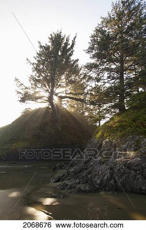 Sun Rays Shine Through A Tree On Long Beach In Pacific Rim National Park Near Tofino; British Columbia Canada View Large Photo Image Stock Photograph - Sun Rays Shine Through A Tree On Long Beach In Pacific Rim National Park Near Tofino; British Columbia Canada. Fotosearch