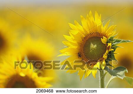 Stock Photo - Sunflower (Helianthus Annuus); Teba Andalusia Spain. Fotosearch