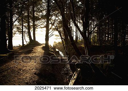 Sunlight Filters Through The Trees Along A Path Leading To Chesterman's Beach And Frank's Island Near Tofino; British Columbia Canada View Large Photo Image Stock Image - Sunlight Filters Through The Trees Along A Path Leading To Chesterman's Beach And Frank's Island Near Tofino; British Columbia Canada. Fotosearch