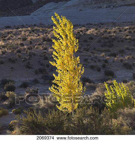 Sunlight On The Foliage Of A Tree And Bush On The Landscape Of Glen Canyon National Recreation Area; Utah United States Of America View Large Photo Image Picture - Sunlight On The Foliage Of A Tree And Bush On The Landscape Of Glen Canyon National Recreation Area; Utah United States Of America. Fotosearch