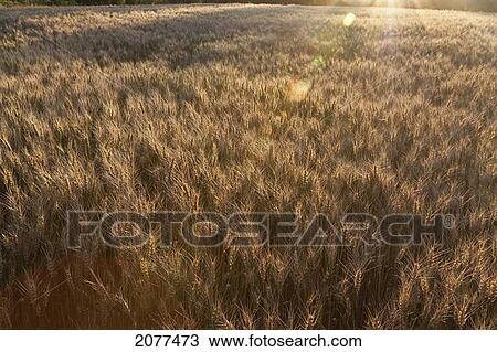 Stock Image - Sunlight shining over a field of tall grass; parkland county alberta canada. Fotosearch