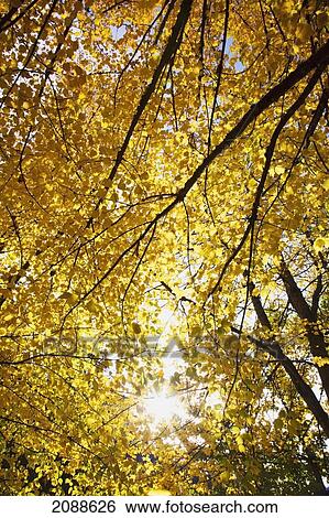 Stock Photograph - Sunlight shining through the tree with autumn colours; happy valley oregon united states of america. Fotosearch