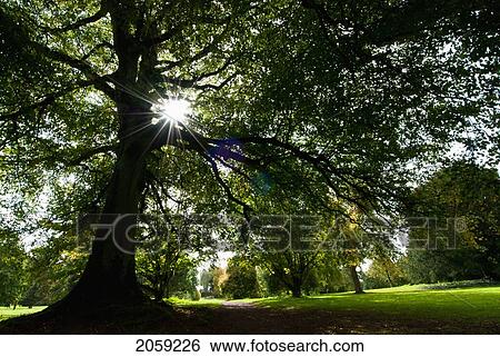 Sunlight Shining Through Tree Branches; Ireland View Large Photo Image Stock Photograph - Sunlight Shining Through Tree Branches; Ireland. Fotosearch