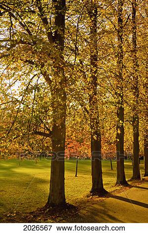 Sunlight Through The Trees In Autumn; Cambridge England View Large Photo Image Stock Photo - Sunlight Through The Trees In Autumn; Cambridge England. Fotosearch