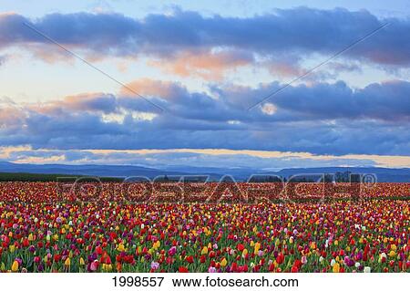 Stock Photo - Sunrise Over A Tulip Field At Wooden Shoe Tulip Farm; Woodburn Oregon United States Of America. Fotosearch