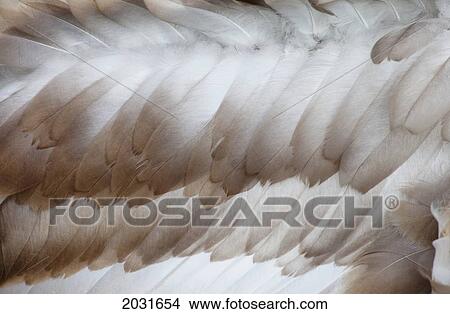 Swan Feathers; Northumberland England View Large Photo Image Picture - Swan Feathers; Northumberland England. Fotosearch