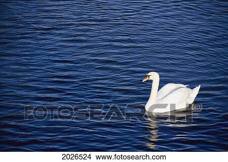 Swan Swimming In The Blue Water; Cambridge England View Large Photo Image Picture - Swan Swimming In The Blue Water; Cambridge England. Fotosearch
