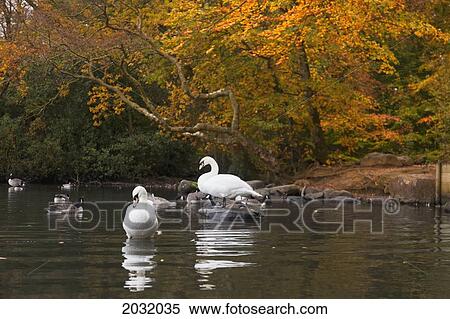 Swans And Geese In A Pond In Autumn; Northumberland England View Large Photo Image Stock Photography - Swans And Geese In A Pond In Autumn; Northumberland England. Fotosearch
