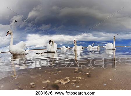 Stock Photograph - Swans Swimming In The Shallow Water Along The Coast; Northumberland England. Fotosearch