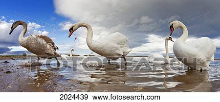 Swans Wading In The Shallow Water; Holy Island Northumberland England View Large Photo Image Stock Photo - Swans Wading In The Shallow Water; Holy Island Northumberland England. Fotosearch