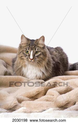 Stock Photo - Tabby Cat On Beige Fur Blanket. Fotosearch