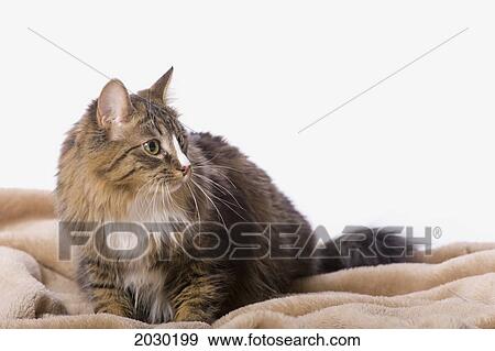 Tabby Cat On Beige Fur Blanket View Large Photo Image Stock Photo - Tabby Cat On Beige Fur Blanket. Fotosearch