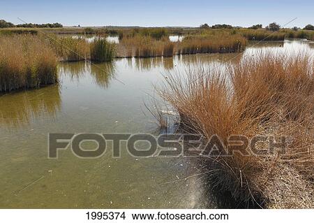 Picture - Tablas De Daimiel National Park; Ciudad Real Province Spain. Fotosearch