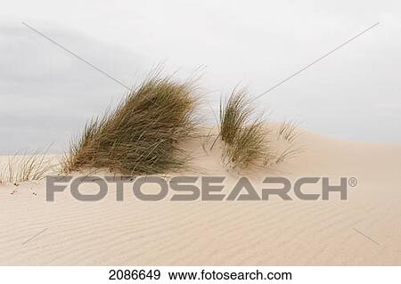 Tall grass growing through the sand on punta paloma; tarifa cadiz andalusia spain View Large Photo Image Stock Photo - Tall grass growing through the sand on punta paloma; tarifa cadiz andalusia spain. Fotosearch