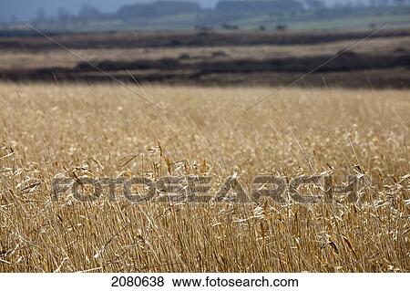 Tall grass in a field; northumberland england View Large Photo Image Stock Photo - Tall grass in a field; northumberland england. Fotosearch
