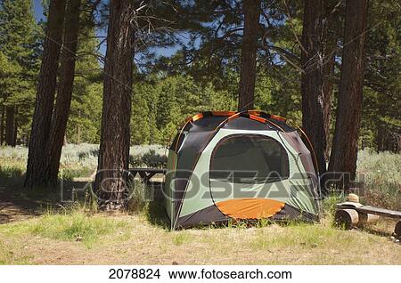Picture - Tent set up in a campsite in the trees; sierraville california united states of america. Fotosearch