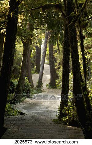 Stock Image - The Boardwalk Path To Cox Bay Near Tofino; British Columbia Canada. Fotosearch