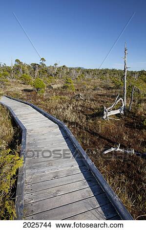 The Cedar Boardwalk Path In The Shorepine Bog Trail In Pacific Rim National Park Near Tofino; British Columbia Canada View Large Photo Image Picture - The Cedar Boardwalk Path In The Shorepine Bog Trail In Pacific Rim National Park Near Tofino; British Columbia Canada. Fotosearch