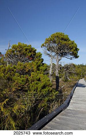 The Cedar Boardwalk Path In The Shorepine Bog Trail In Pacific Rim National Park Near Tofino; British Columbia Canada View Large Photo Image Stock Image - The Cedar Boardwalk Path In The Shorepine Bog Trail In Pacific Rim National Park Near Tofino; British Columbia Canada. Fotosearch