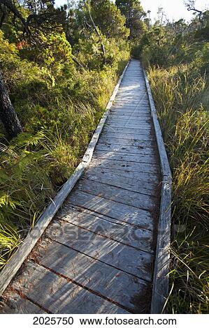 Stock Image - The Cedar Boardwalk Path In The Shorepine Bog Trail In Pacific Rim National Park Near Tofino; British Columbia Canada. Fotosearch