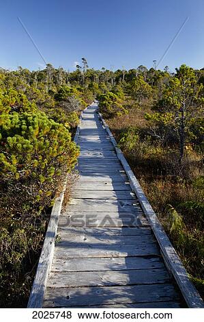 The Cedar Boardwalk Path In The Shorepine Bog Trail In Pacific Rim National Park Near Tofino; British Columbia Canada View Large Photo Image Stock Photo - The Cedar Boardwalk Path In The Shorepine Bog Trail In Pacific Rim National Park Near Tofino; British Columbia Canada. Fotosearch