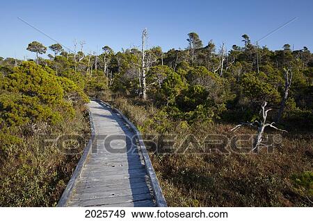 The Cedar Boardwalk Path In The Shorepine Bog Trail In Pacific Rim National Park Near Tofino; British Columbia Canada View Large Photo Image Stock Photo - The Cedar Boardwalk Path In The Shorepine Bog Trail In Pacific Rim National Park Near Tofino; British Columbia Canada. Fotosearch