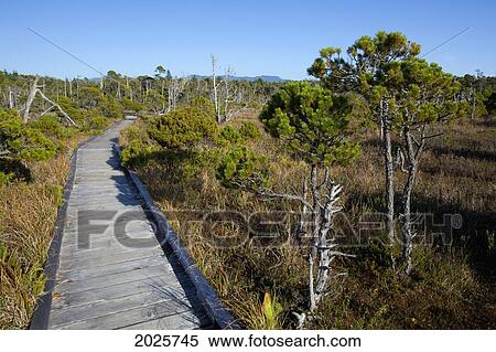 Stock Photography - The Cedar Boardwalk Path In The Shorepine Bog Trail In Pacific Rim National Park Near Tofino; British Columbia Canada. Fotosearch