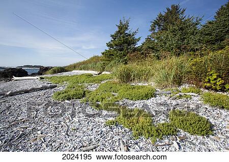 Stock Photography - The Coastline Along The Path To South Beach In Pacific Rim National Park Near Tofino; British Columbia Canada. Fotosearch