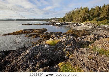 Stock Image - The Coastline Between Wickaninnish Beach And South Beach In Pacific Rim National Park Near Tofino; British Columbia Canada. Fotosearch