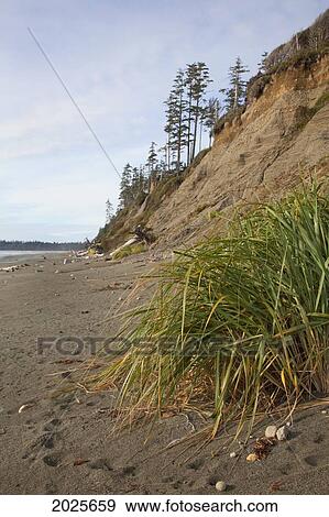 Stock Photo - The Eroding Sand Cliffs At Florencia Bay In Pacific Rim National Park Near Tofino; British Columbia Canada. Fotosearch