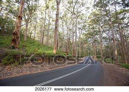 The Highway That Cuts Through The Karri Trees In The Boranup Forest Near Margaret River; Western Australia Australia View Large Photo Image Stock Photo - The Highway That Cuts Through The Karri Trees In The Boranup Forest Near Margaret River; Western Australia Australia. Fotosearch