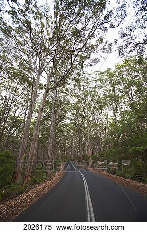 The Highway That Cuts Through The Karri Trees In The Boranup Forest Near Margaret River; Western Australia Australia View Large Photo Image Stock Photography - The Highway That Cuts Through The Karri Trees In The Boranup Forest Near Margaret River; Western Australia Australia. Fotosearch