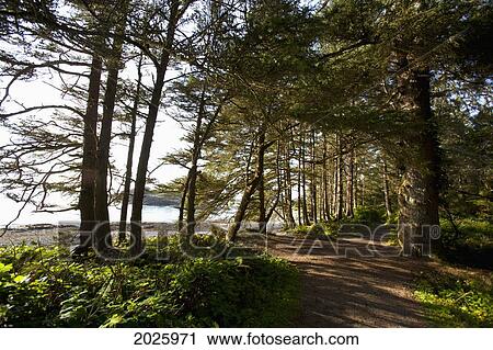 Stock Image - The Hiking Trail Leading To South Beach In Pacific Rim National Park Near Tofino; British Columbia Canada. Fotosearch