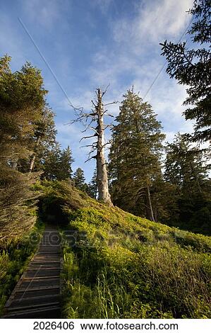 The Hiking Trail To South Beach From Wickaninnish Beach In Pacific Rim National Park Near Tofino; British Columbia Canada View Large Photo Image Stock Photograph - The Hiking Trail To South Beach From Wickaninnish Beach In Pacific Rim National Park Near Tofino; British Columbia Canada. Fotosearch