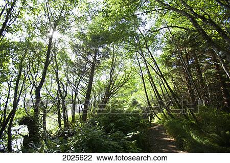 Stock Image - The Path To Florencia Bay In Pacific Rim National Park Near Tofino; British Columbia Canada. Fotosearch
