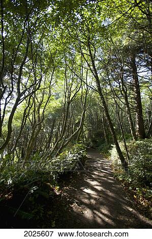 The Path To Florencia Bay In Pacific Rim National Park Near Tofino; British Columbia Canada View Large Photo Image Stock Photo - The Path To Florencia Bay In Pacific Rim National Park Near Tofino; British Columbia Canada. Fotosearch