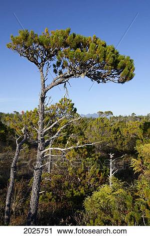 The Shorepine Bog Trail In Pacific Rim National Park Near Tofino; British Columbia Canada View Large Photo Image Stock Image - The Shorepine Bog Trail In Pacific Rim National Park Near Tofino; British Columbia Canada. Fotosearch