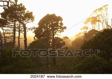 Stock Photo - The Shorepine Bog Trail In Pacific Rim National Park Near Tofino; British Columbia Canada. Fotosearch