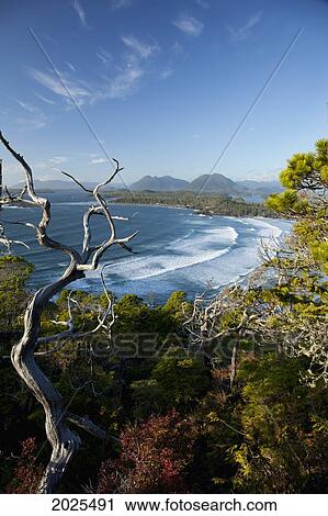 The View Of Cox Bay And Surrounding Mountains And Temperate Rainforest Near Tofino; British Columbia Canada View Large Photo Image Stock Image - The View Of Cox Bay And Surrounding Mountains And Temperate Rainforest Near Tofino; British Columbia Canada. Fotosearch