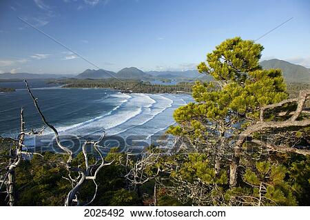 The View Of Cox Bay And Surrounding Mountains And Temperate Rainforest Near Tofino; British Columbia Canada View Large Photo Image Stock Image - The View Of Cox Bay And Surrounding Mountains And Temperate Rainforest Near Tofino; British Columbia Canada. Fotosearch