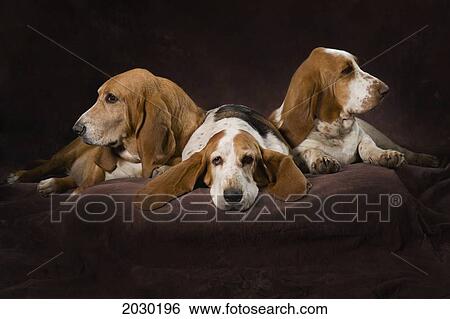Stock Photograph - Three Basset Hound On Brown Muslin Backdrop. Fotosearch