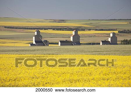 Stock Image - Three Old Wooden Grain Elevators At Sunrise With Flowering Canola Fields In The Foreground And Background; Mosleigh Alberta Canada. Fotosearch