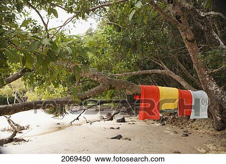 Towels Hanging On Tree At The Tallebudgera Creek; Queensland Australia View Large Photo Image Stock Image - Towels Hanging On Tree At The Tallebudgera Creek; Queensland Australia. Fotosearch