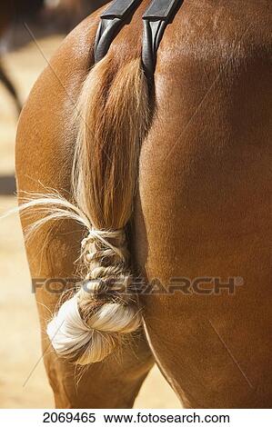 Traditional Horse Tail Know In Spanish Feria; Tarifa Cadiz Andalucia Spain View Large Photo Image Stock Photography - Traditional Horse Tail Know In Spanish Feria; Tarifa Cadiz Andalucia Spain. Fotosearch