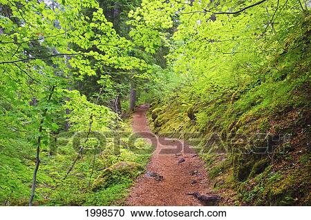 Stock Image - Trail To Proxy Falls In Willamette National Forest; Oregon United States Of America. Fotosearch