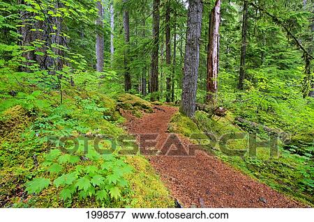 Trail To Proxy Falls In Willamette National Forest; Oregon United States Of America View Large Photo Image Stock Photo - Trail To Proxy Falls In Willamette National Forest; Oregon United States Of America. Fotosearch