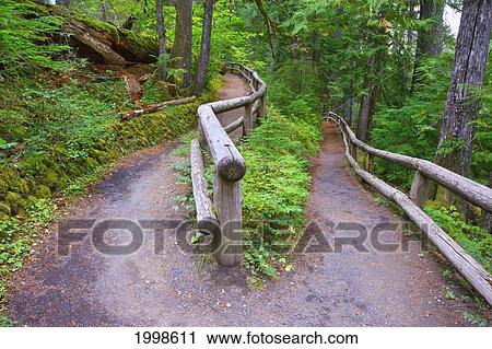 Trail To Sahalie Falls And Mckenzie River In Willamette National Forest; Oregon United States Of America View Large Photo Image Stock Image - Trail To Sahalie Falls And Mckenzie River In Willamette National Forest; Oregon United States Of America. Fotosearch