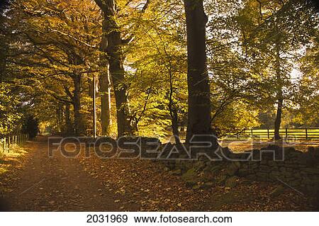 Tree Lined Road Covered With Fallen Leaves In Autumn; Scottish Borders Scotland View Large Photo Image Stock Photo - Tree Lined Road Covered With Fallen Leaves In Autumn; Scottish Borders Scotland. Fotosearch