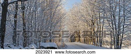 Tree Lined Road In Winter; East Hill Quebec Canada View Large Photo Image Stock Image - Tree Lined Road In Winter; East Hill Quebec Canada. Fotosearch